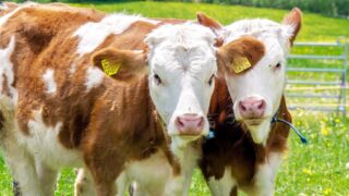 Үкімет ет экспортын тағы да  шектеді