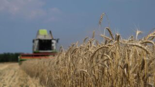 Қазақстан астық импортын шектеді: Ішкі нарыққа әсері