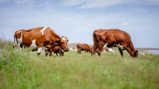 Мал басы өссе де ет қымбаттау себебін министрлік түсіндіріп берді